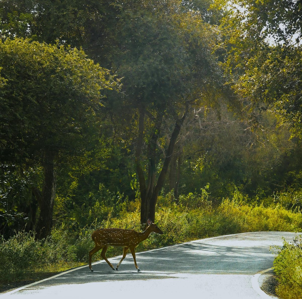 Deer standing on the edge of the road