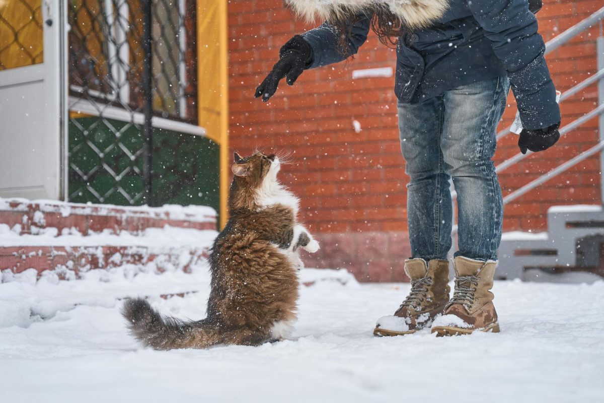 Isabel Wyatt plays in the snow with her pet cat Gracie.