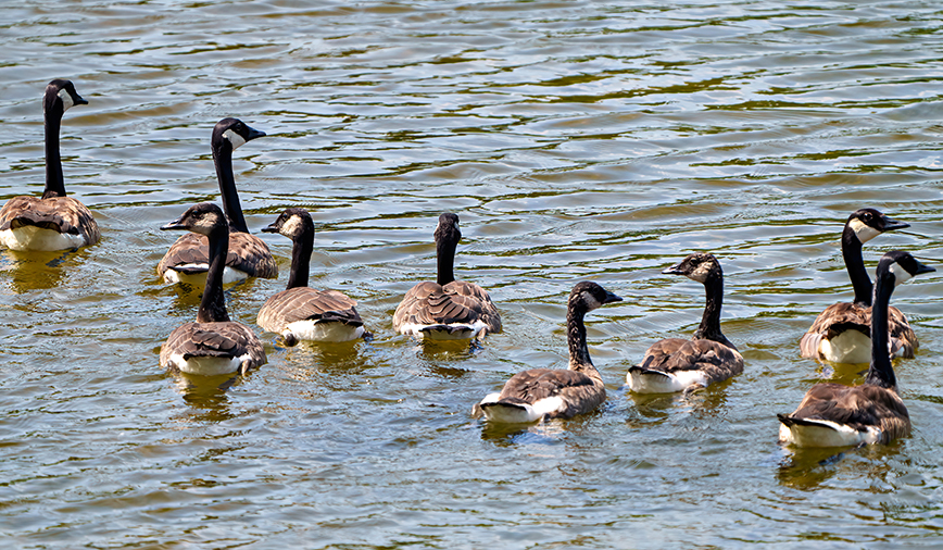 Group of Canada Geese rear view swimming  in water with in their environment and habitat surrounding.  Flock of birds. Nine birds.