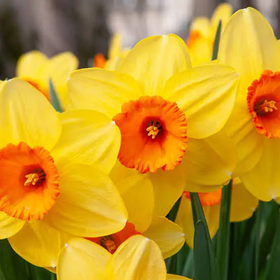 Favorite Flowers at CHS