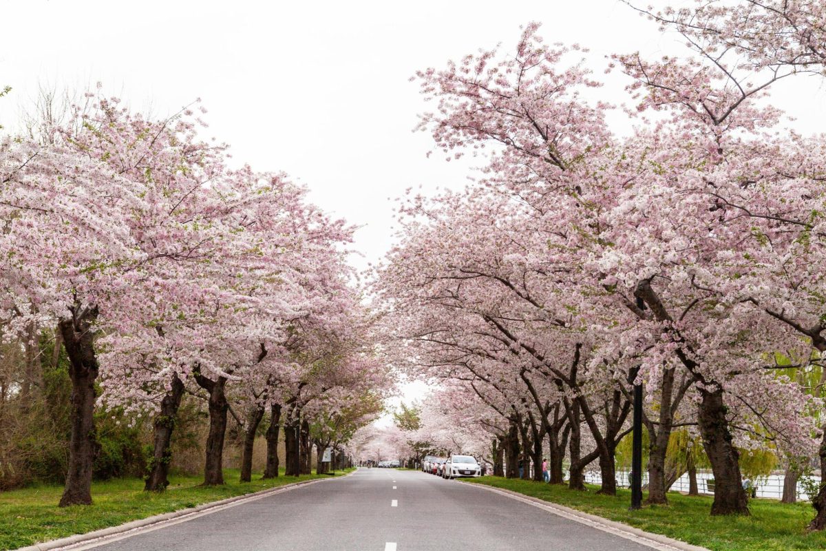 stay blooming during spring :)